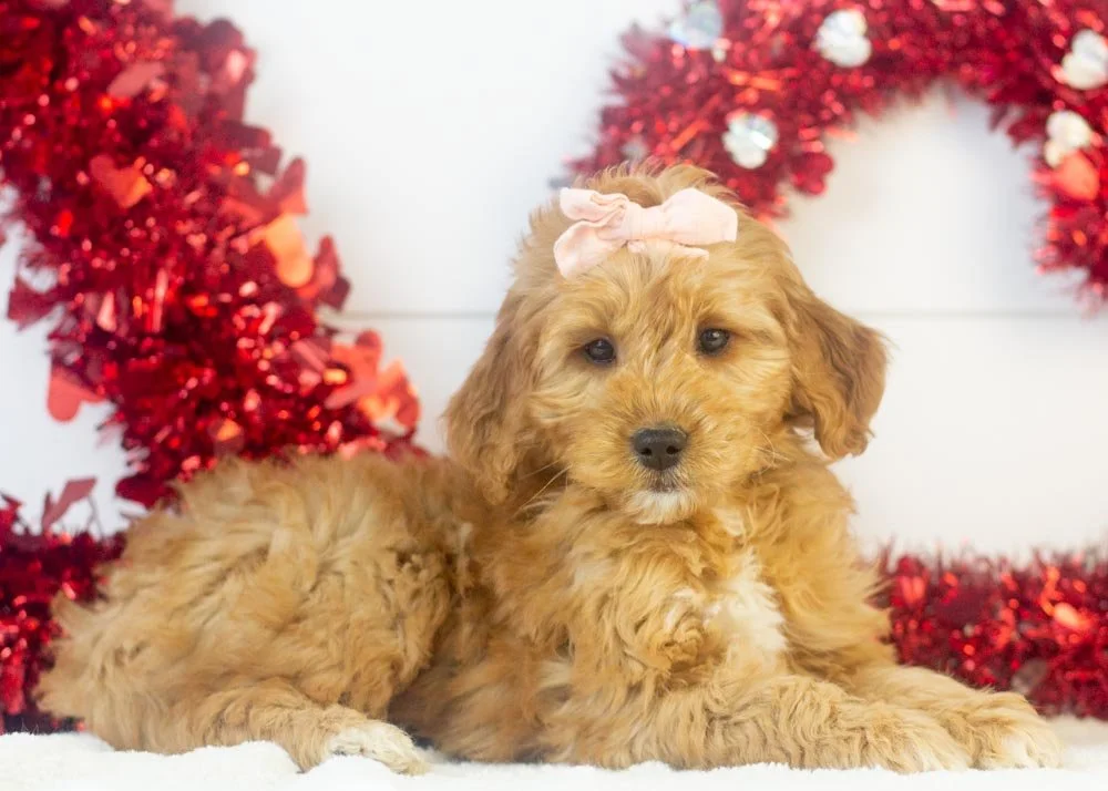 Pistachio goldendoodle for sale(3).jpg