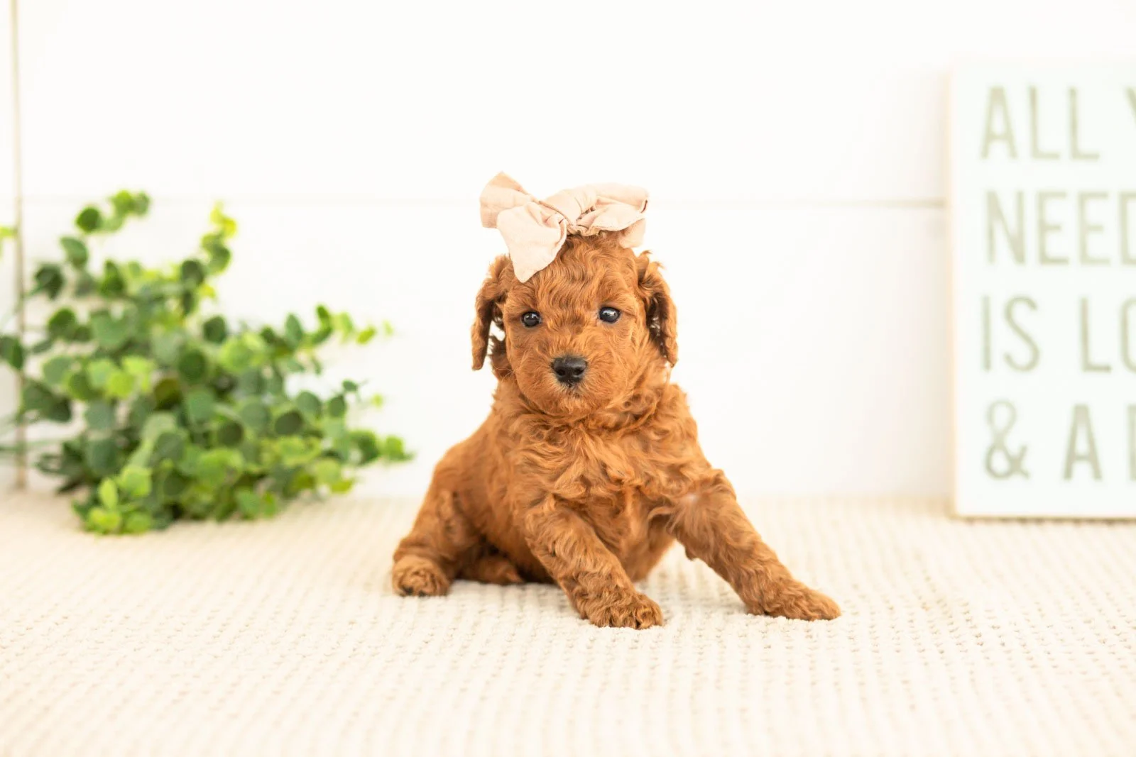 Lace goldendoodle for sale.jpg