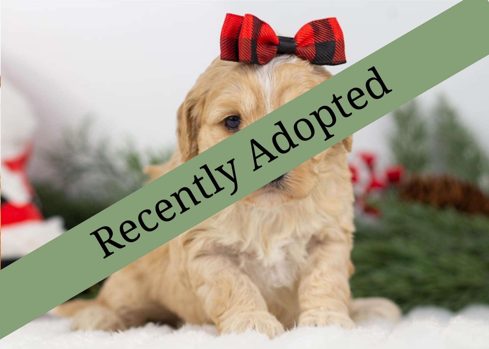 goldendoodle for sale