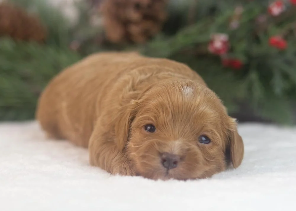 Eleven goldendoodle for sale(2).jpg