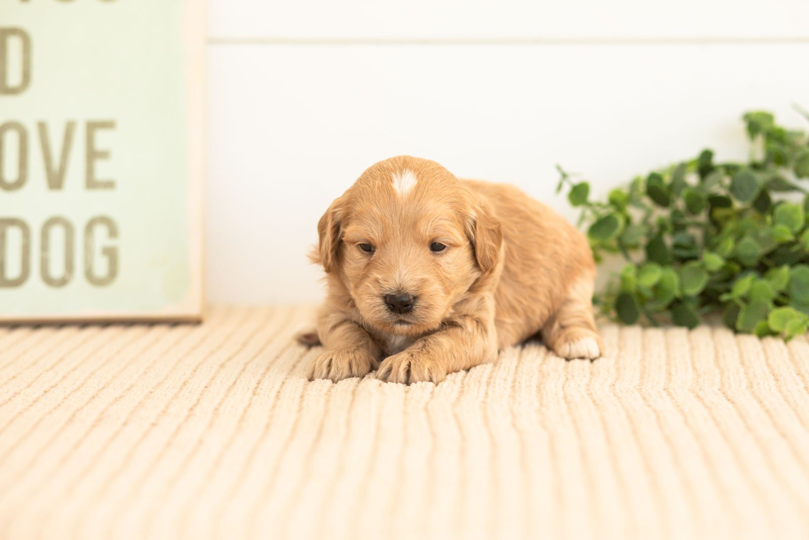 Amber goldendoodle for sale(3).jpg