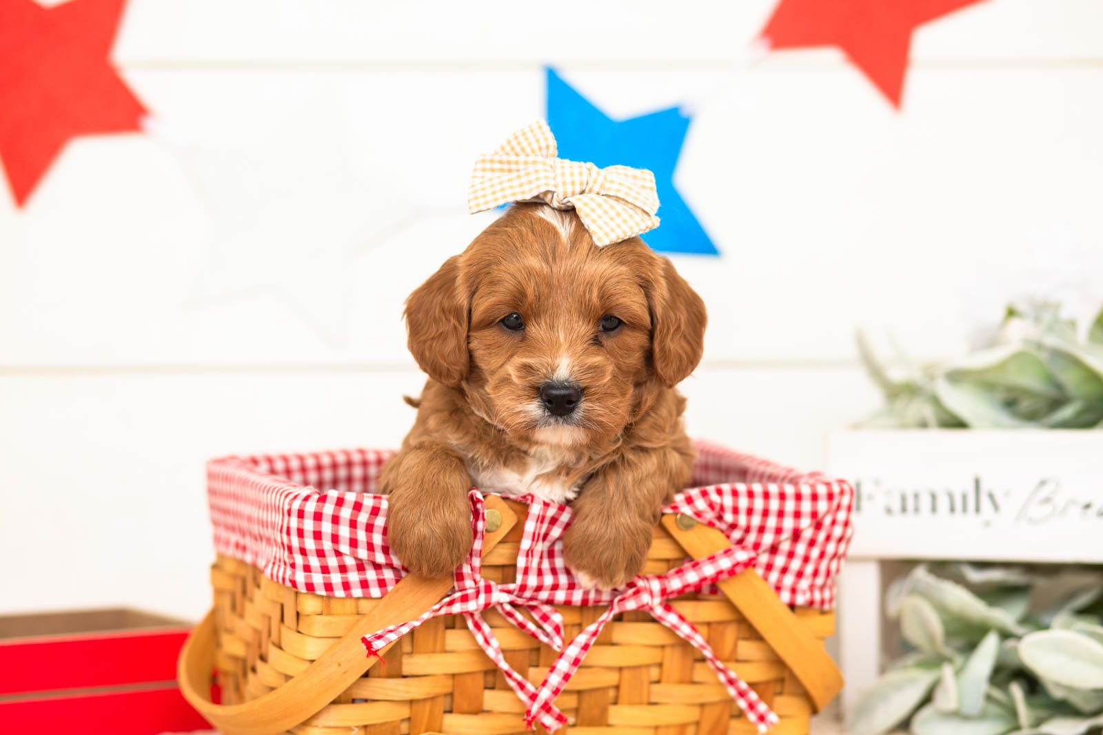 padme goldendoodle for sale(2).jpg