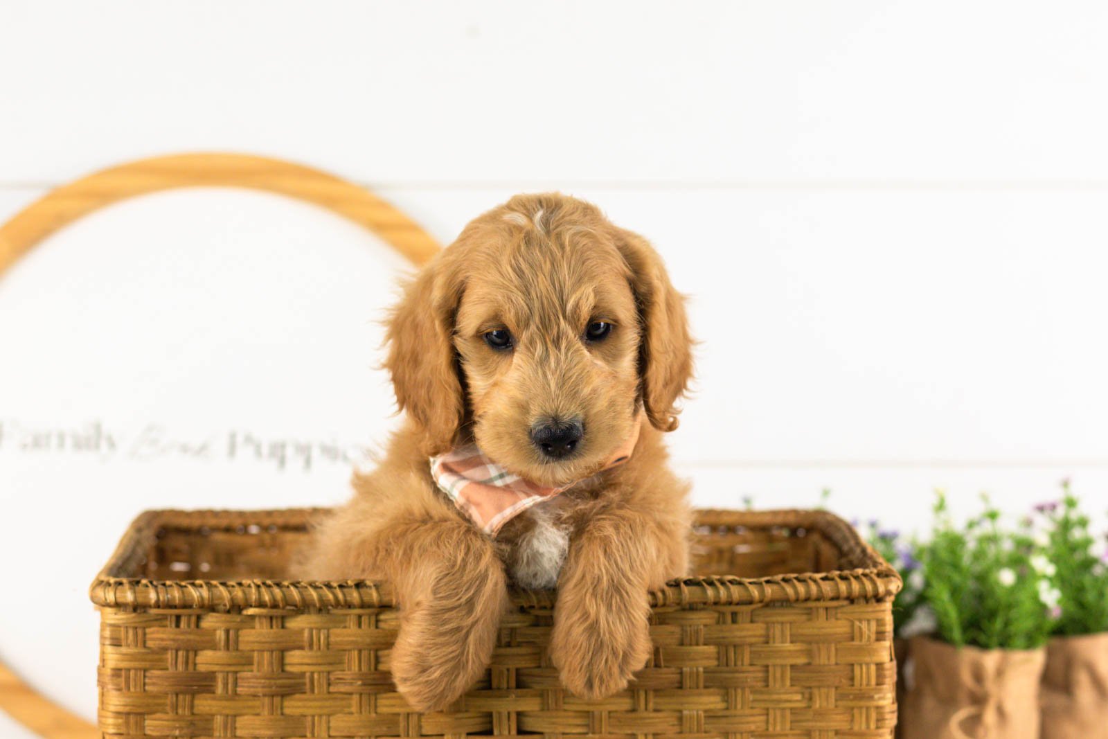 Putzie goldendoodle for sale(2).jpg