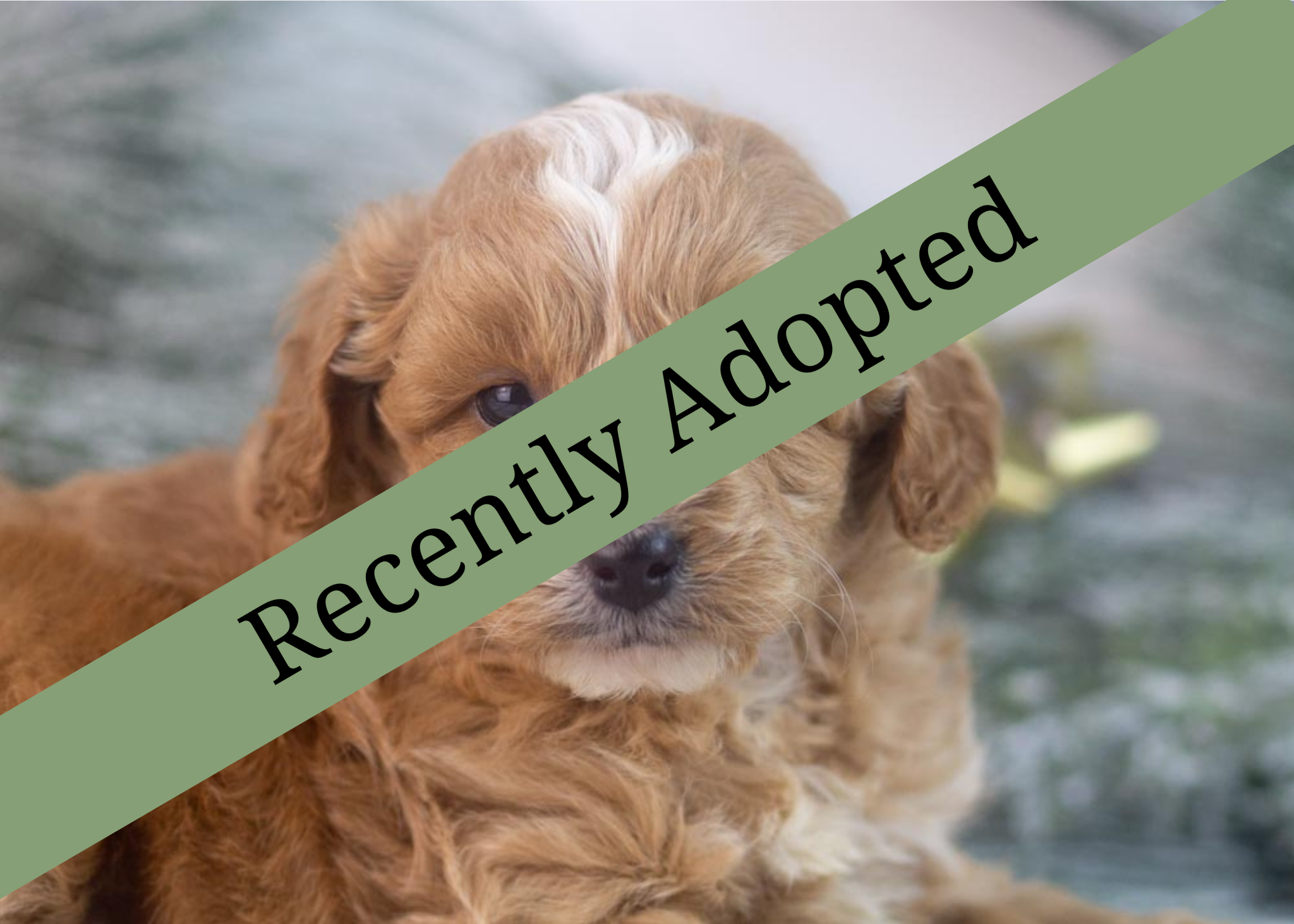 goldendoodle for sale