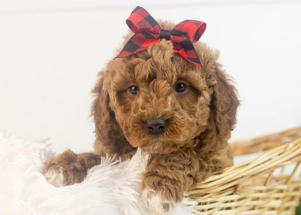 glinda goldendoodle for sale(1).jpg