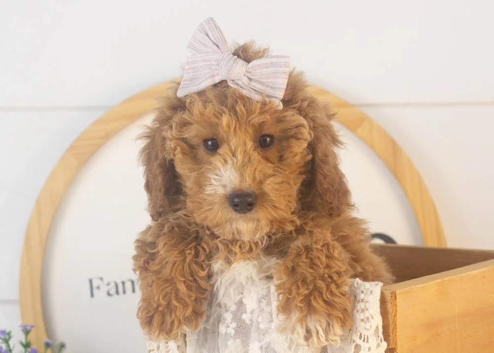 chilli goldendoodle for sale(1).jpg