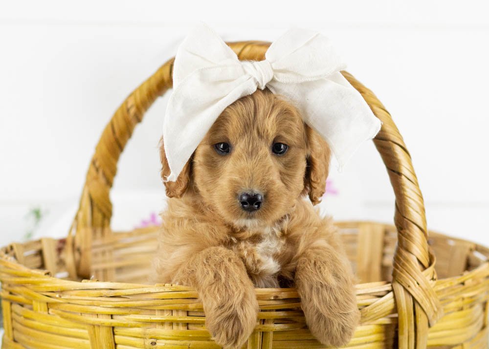 americano goldendoodle for sale(1).jpg