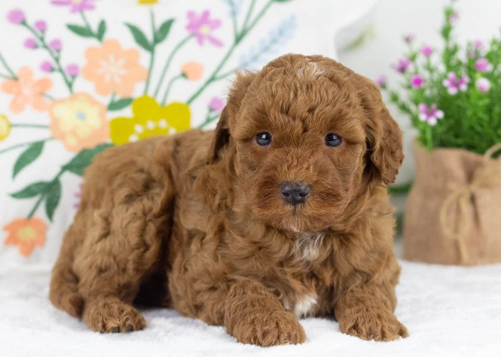 hopper goldendoodle for sale..jpg