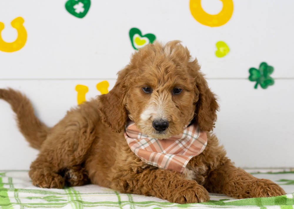 Larry goldendoodle for sale(3).jpg
