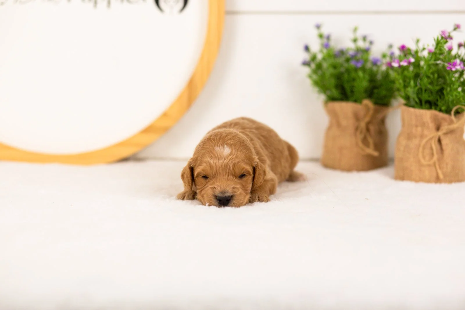 Putzie goldendoodle for sale.jpg