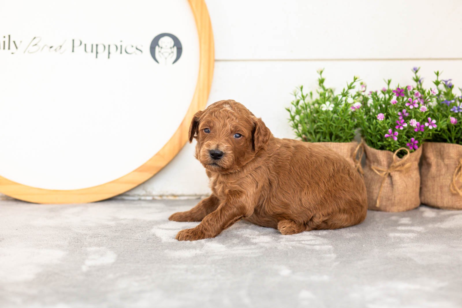 Lux goldendoodle for sale.jpg