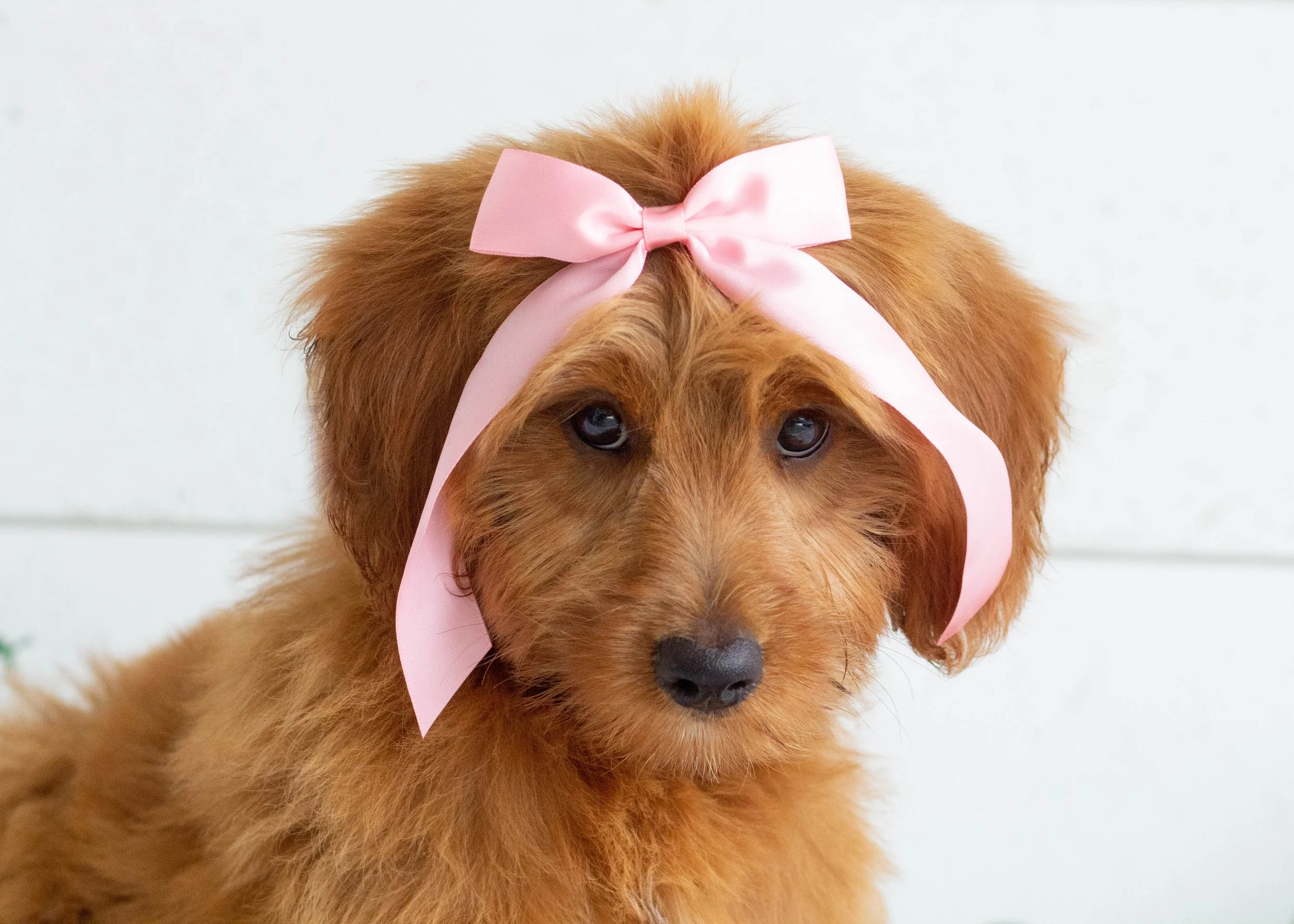 Daisy Goldendoodles for sale(1).jpg