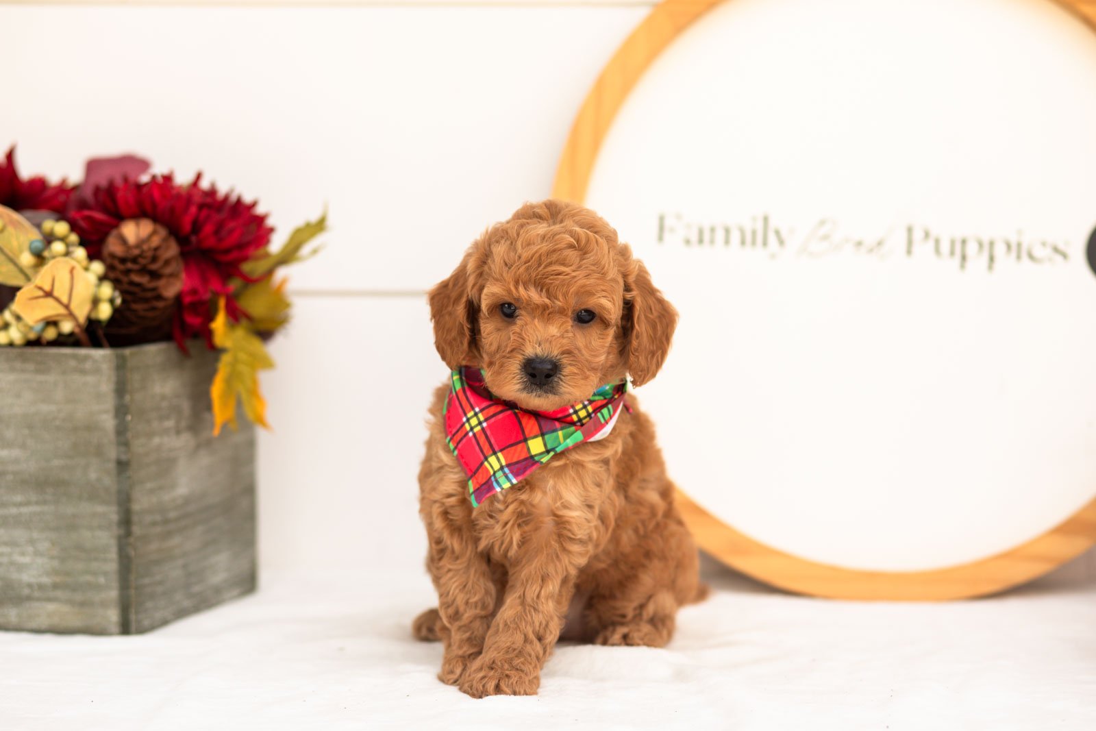 Cricket goldendoodle for sale(1).jpg