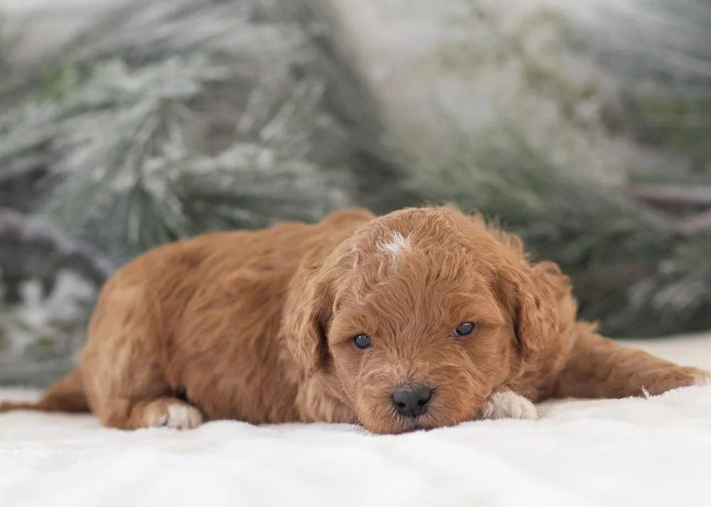 Asher goldendoodle for sale(1).jpg