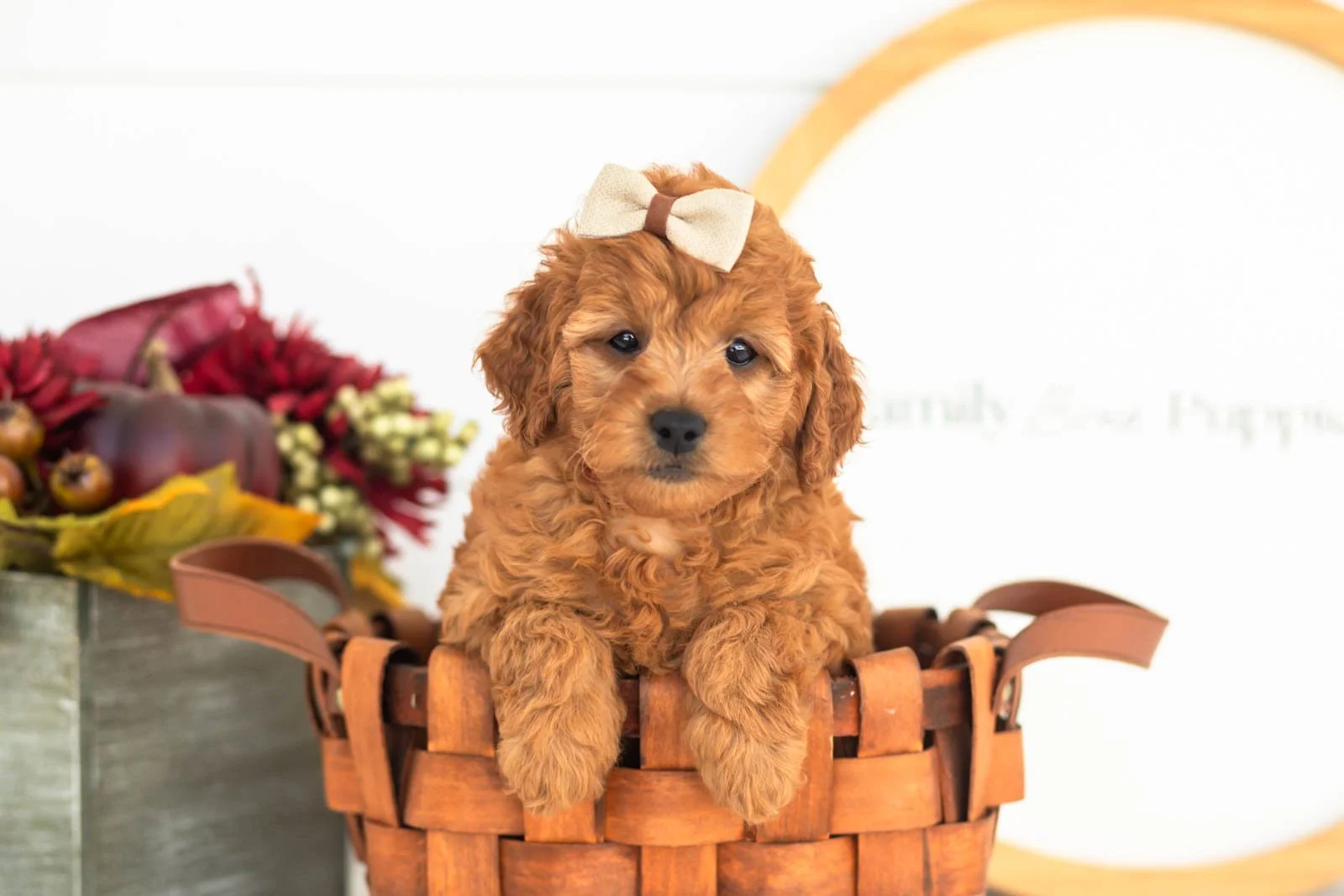 Tweed goldendoodle for sale(3).jpg