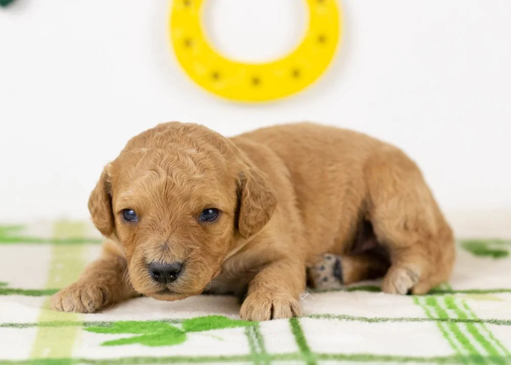 nate goldendoodle for sale.jpg