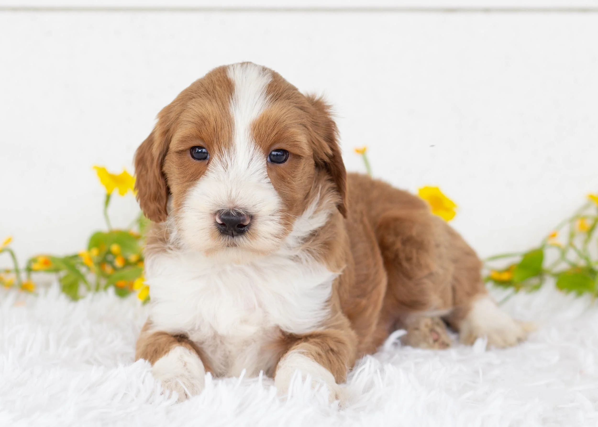 Corn Dog Goldendoodle for sale(2).jpg