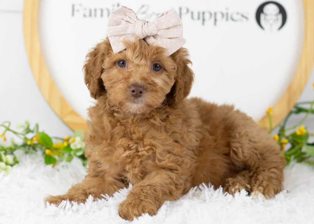 Virginia goldendoodle for sale(2).jpg