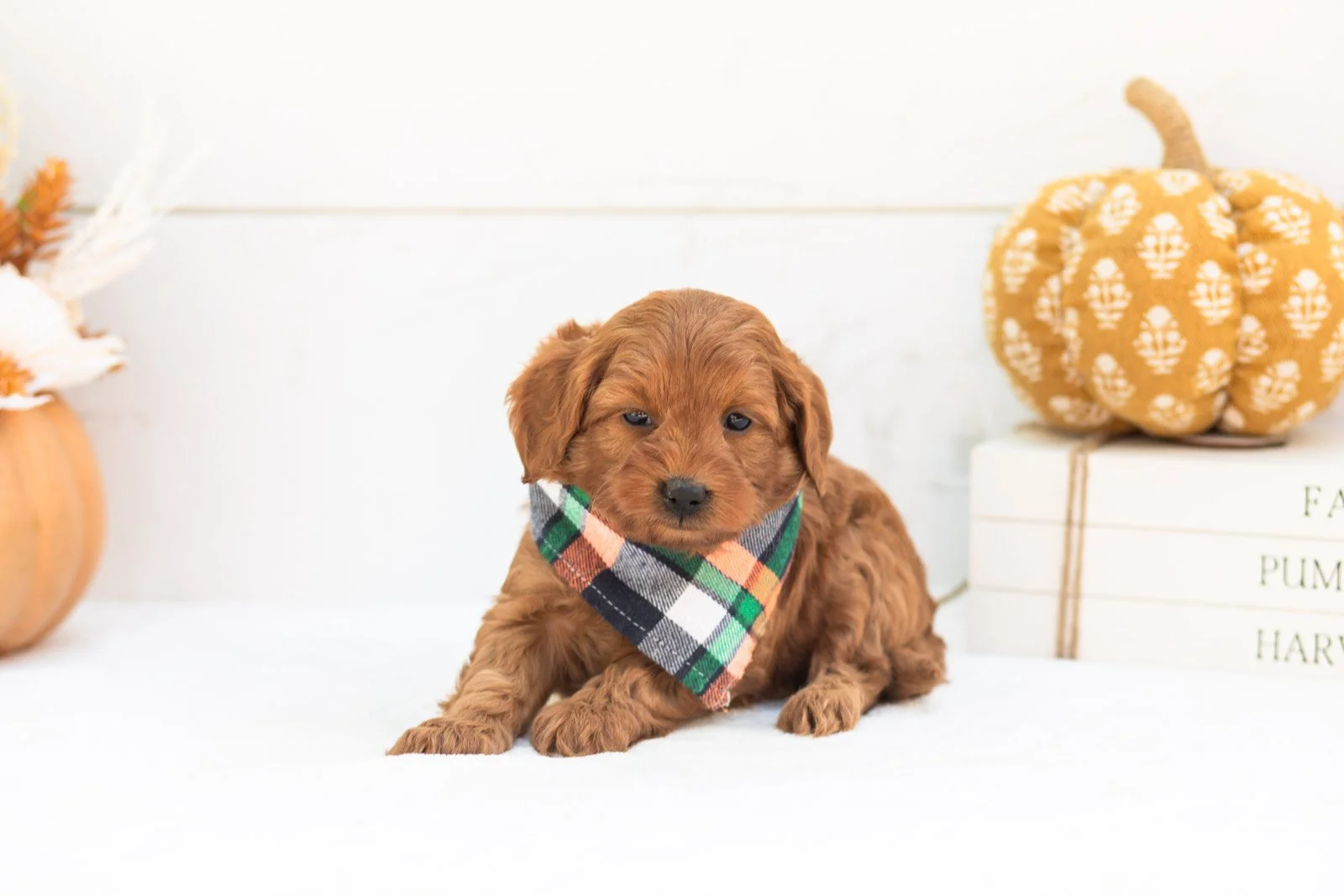 Stan goldendoodle for sale 3.jpg