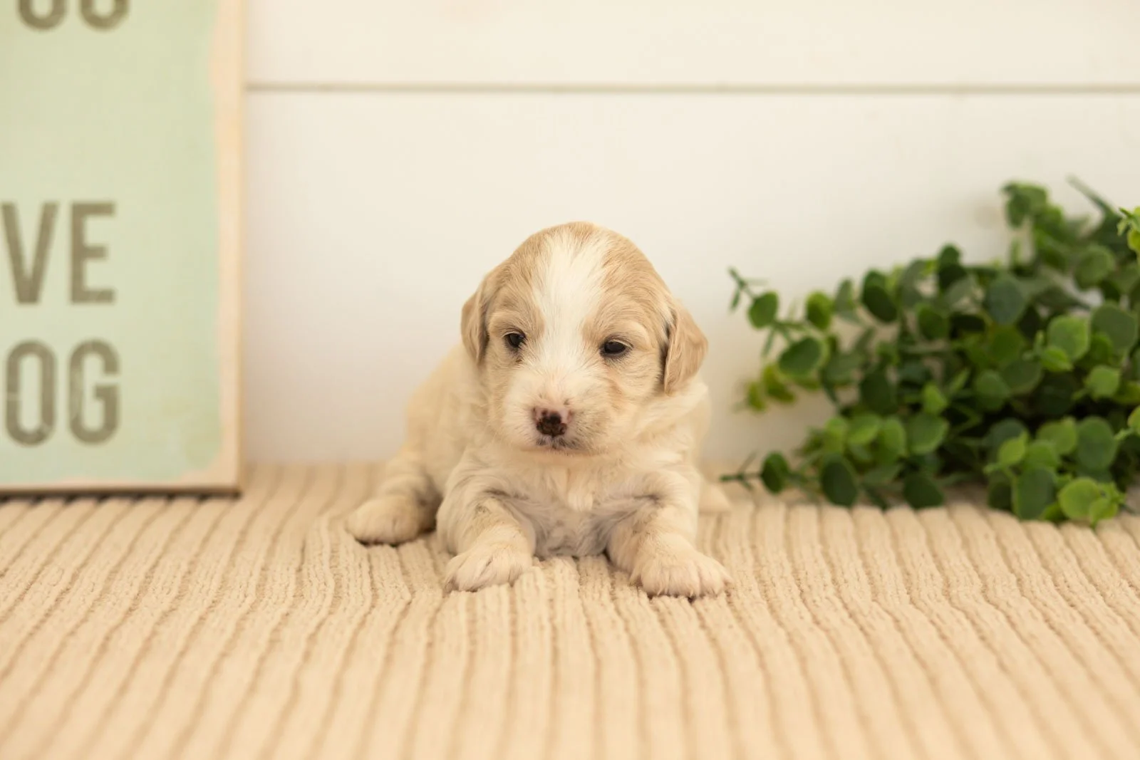 Marigold goldendoodle for sale(3).jpg