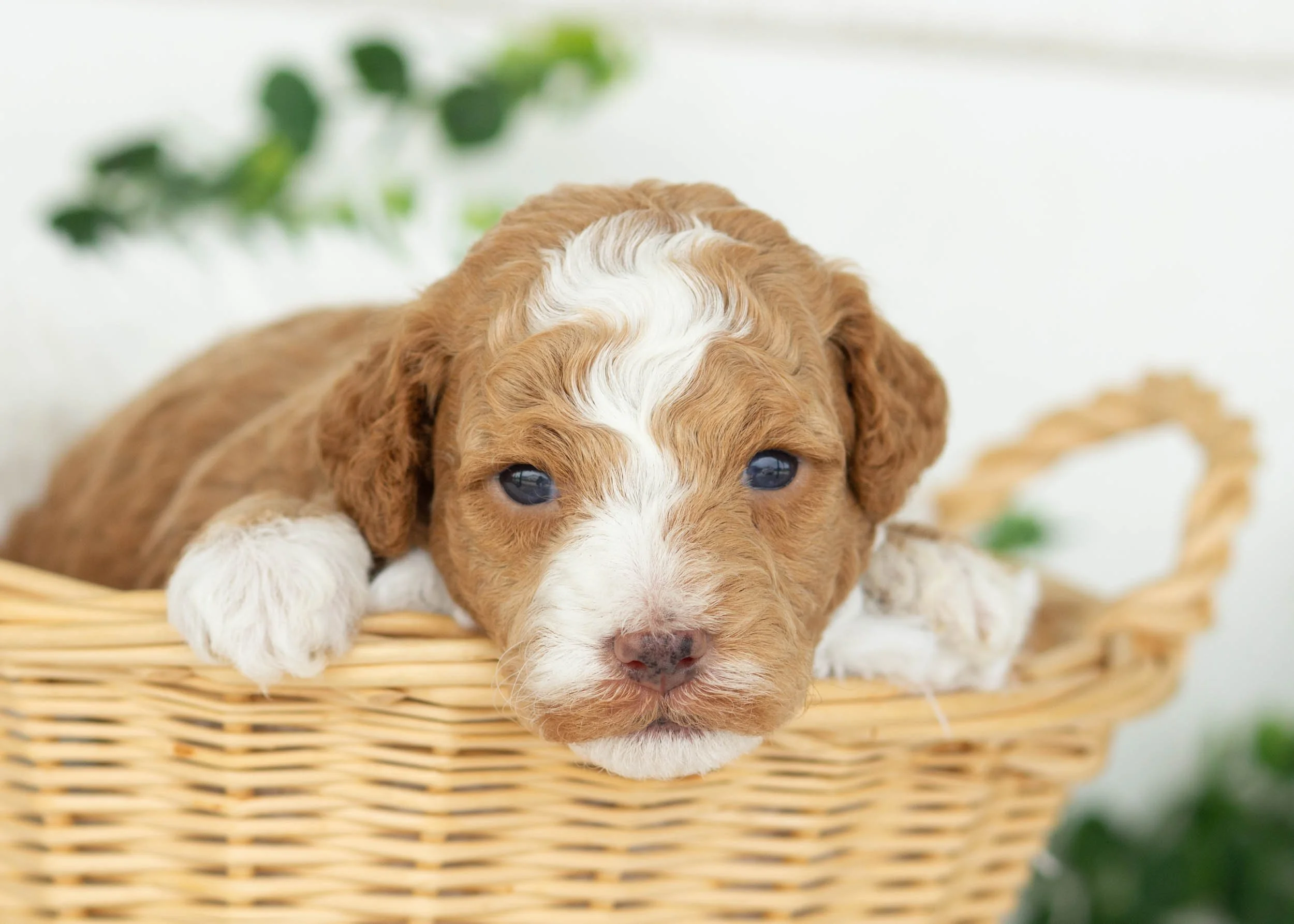 Maxwell Goldendoodles for sale(3).jpg