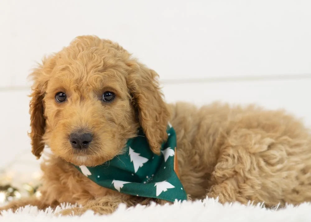 Ray 11-3-25 Buck 8.48-2.jpg