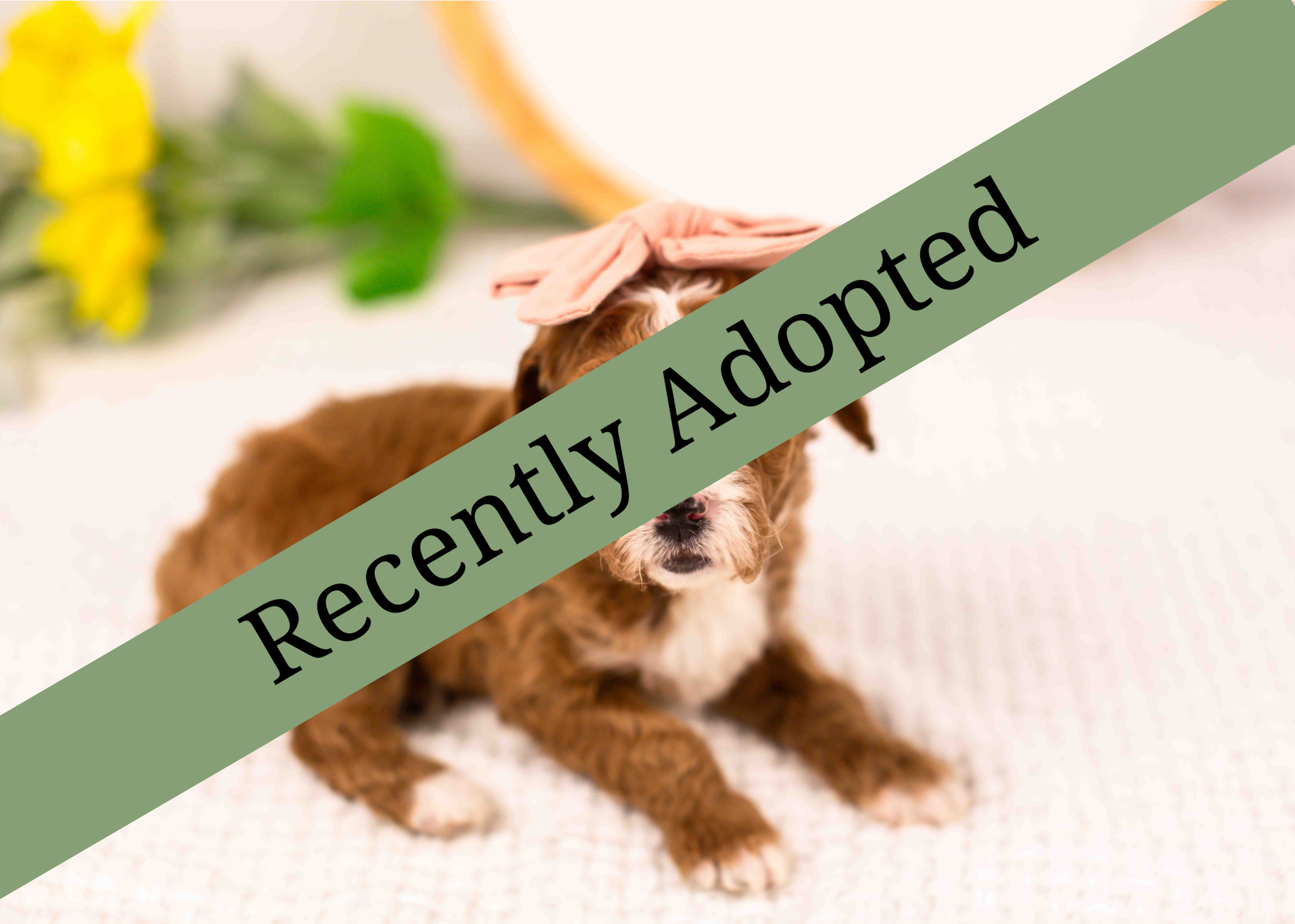 goldendoodle for sale