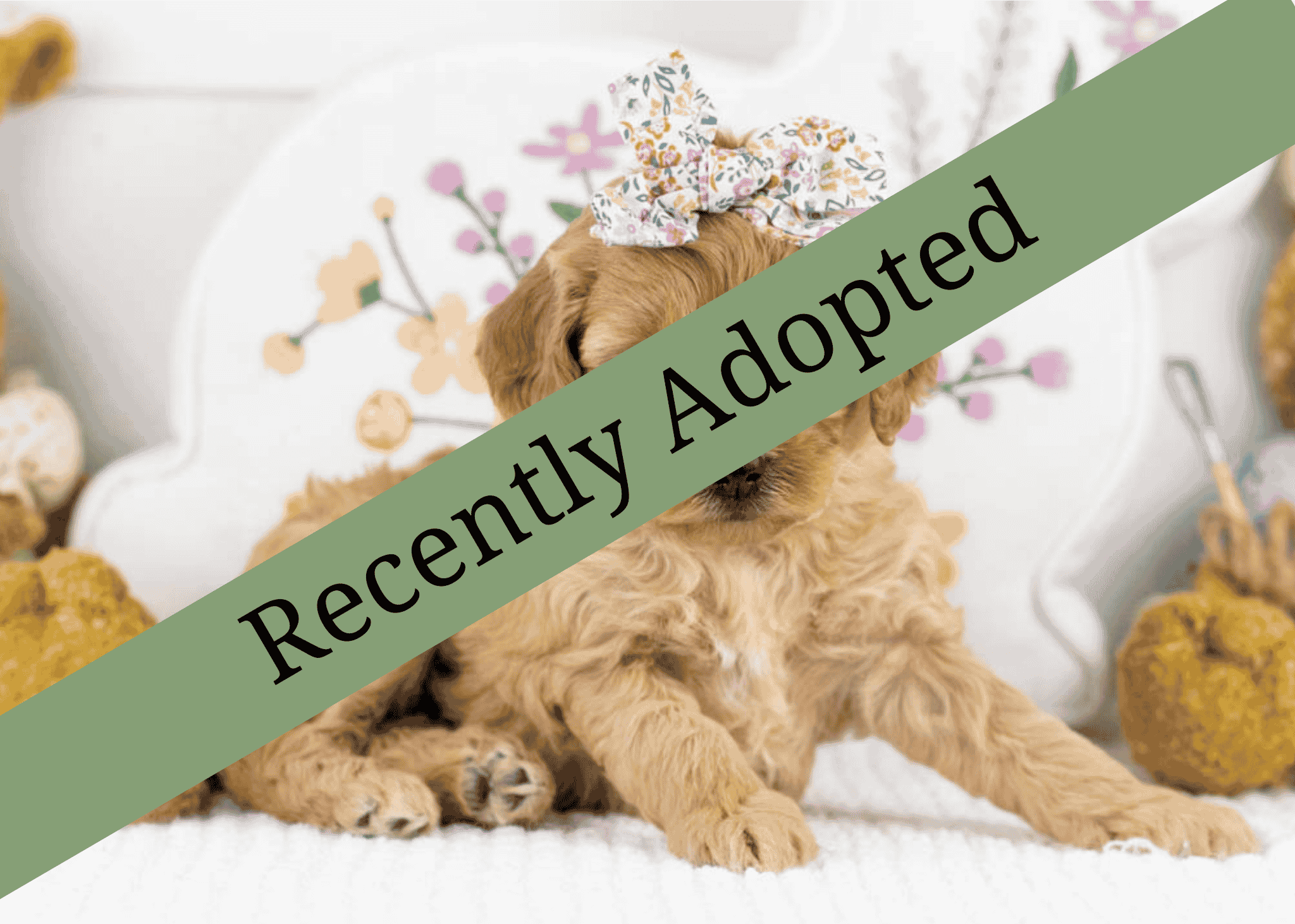 goldendoodle for sale