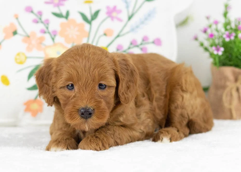 ray goldendoodle for sale(2).jpg