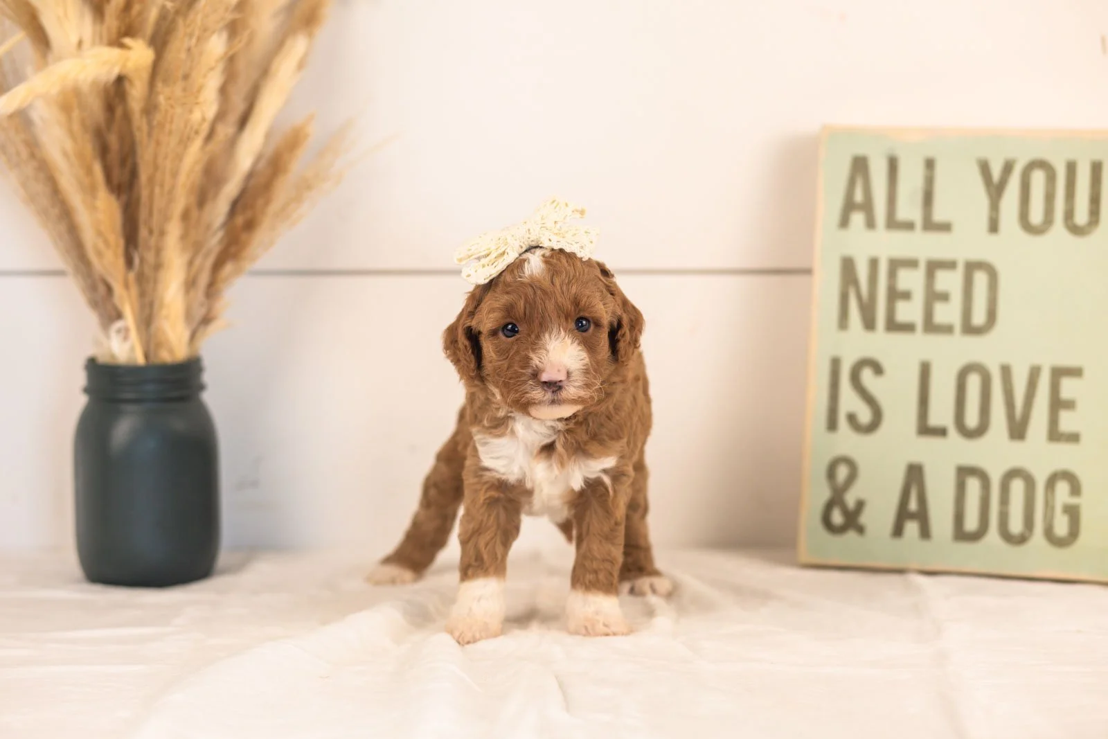 Dodgers goldendoodle for sale(4).jpg