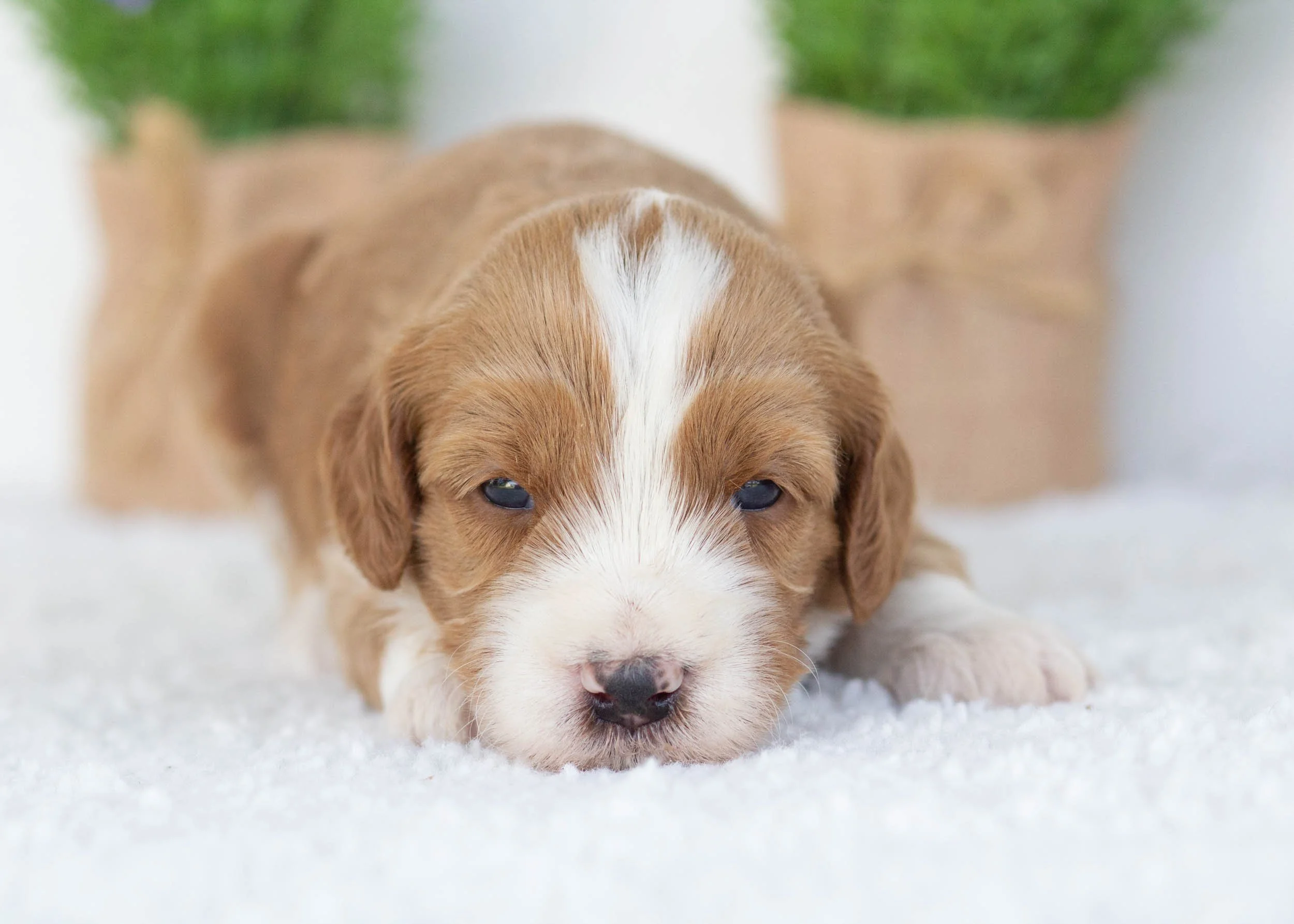 Corn Dog Goldendoodle for sale.jpg
