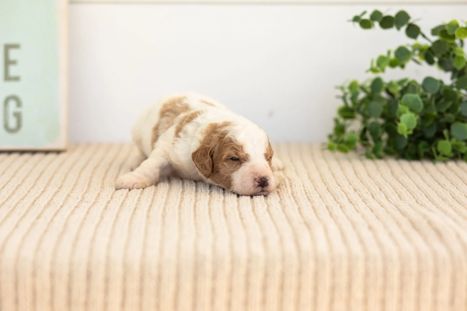 Rocky goldendoodle for sale(2).jpg
