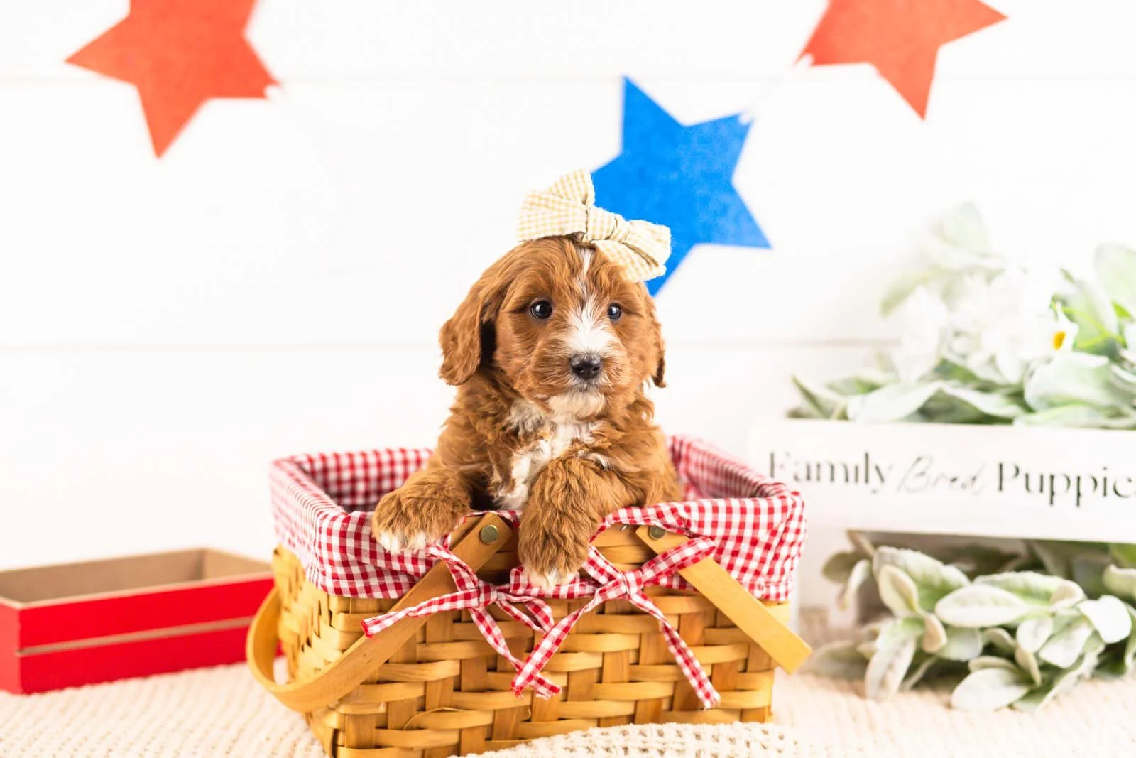 queen goldendoodle for sale(3).jpg