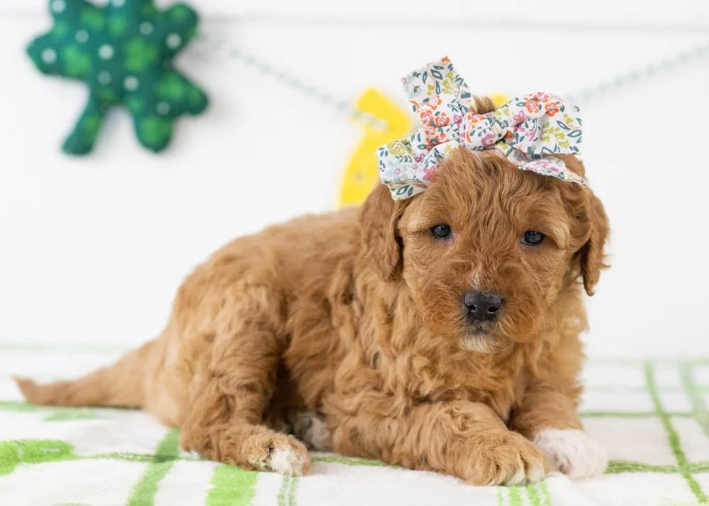 Barbara goldendoodle for sale(3).jpg