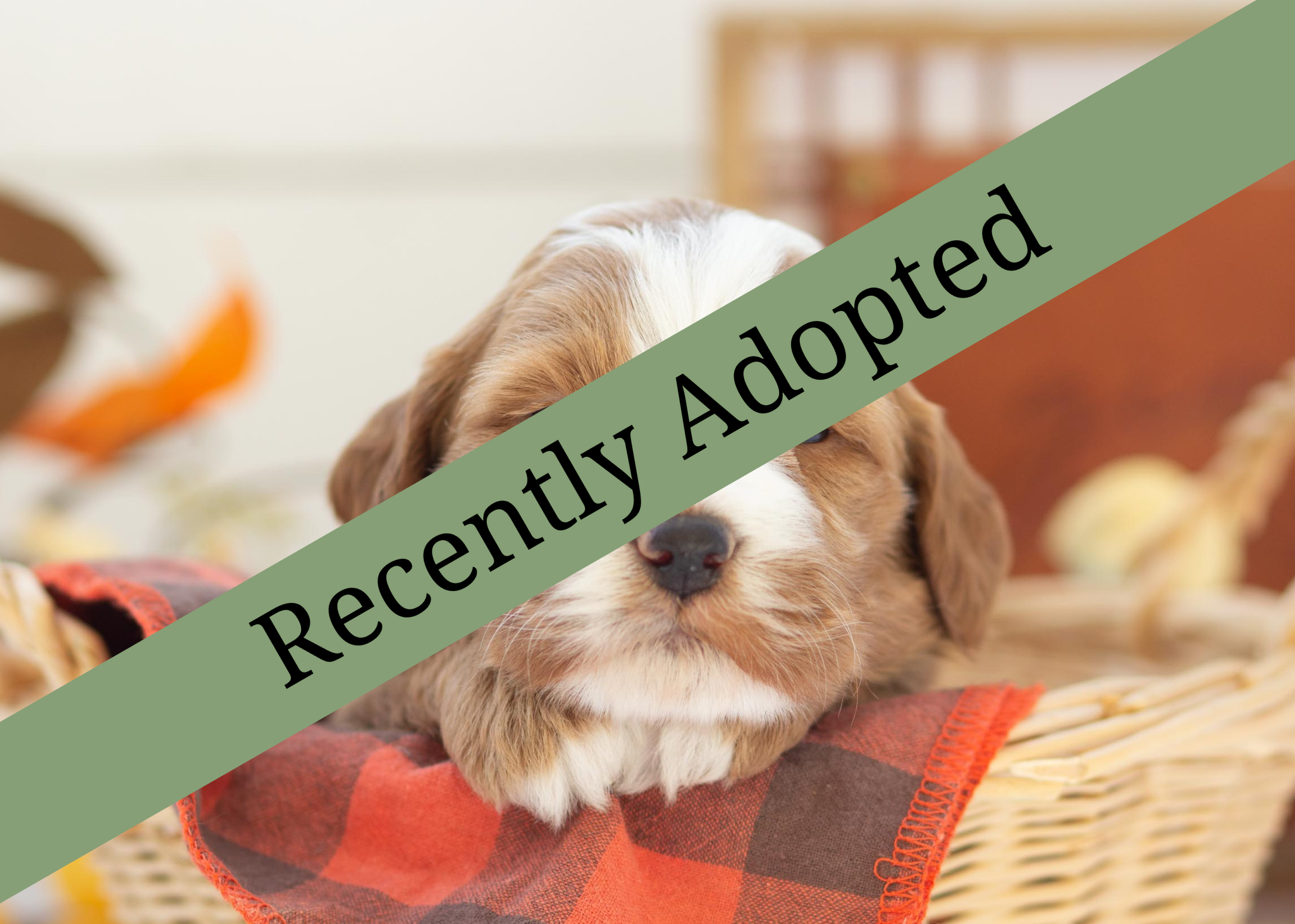 goldendoodle for sale