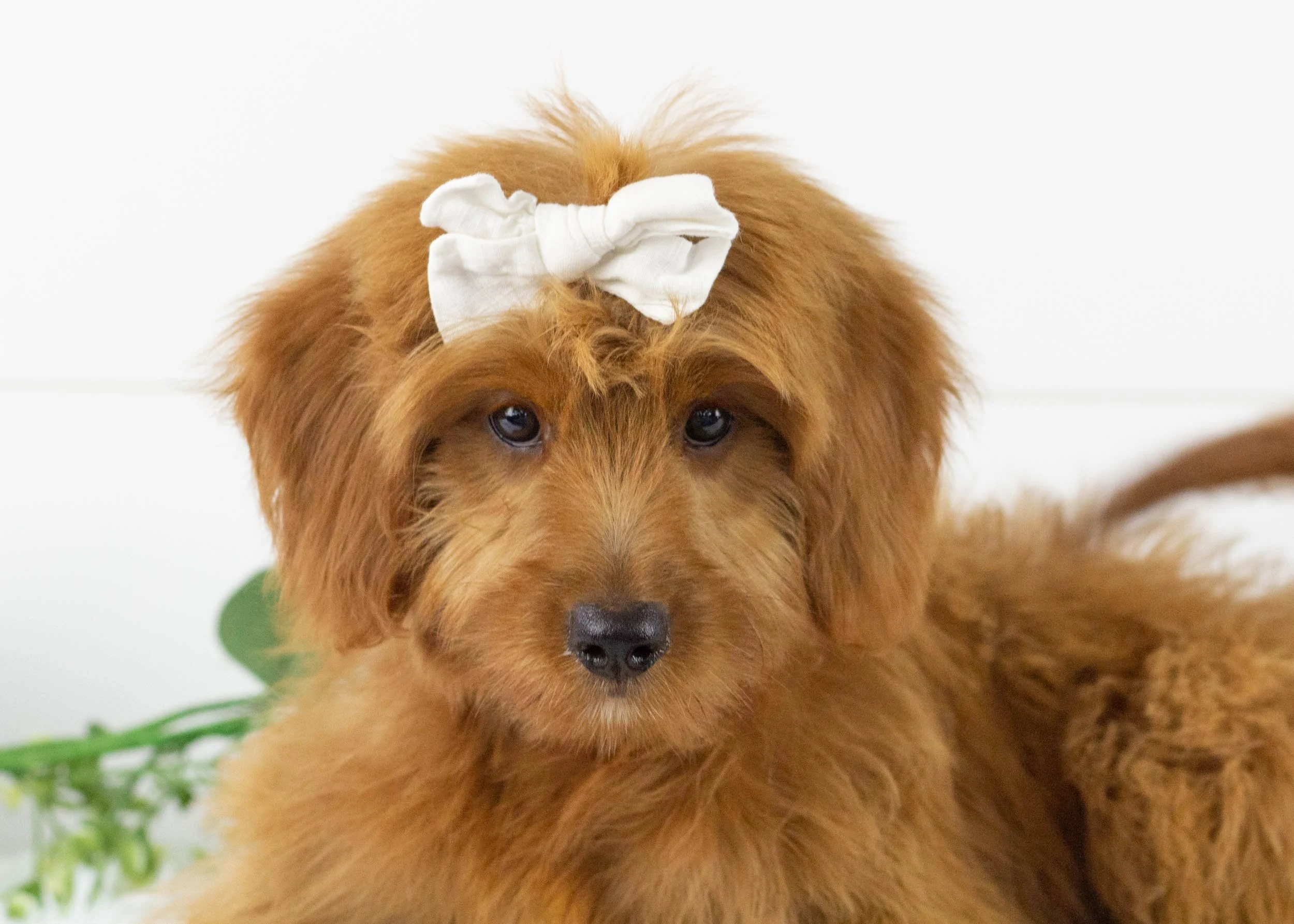 Daisy goldendoodle for sale.jpg