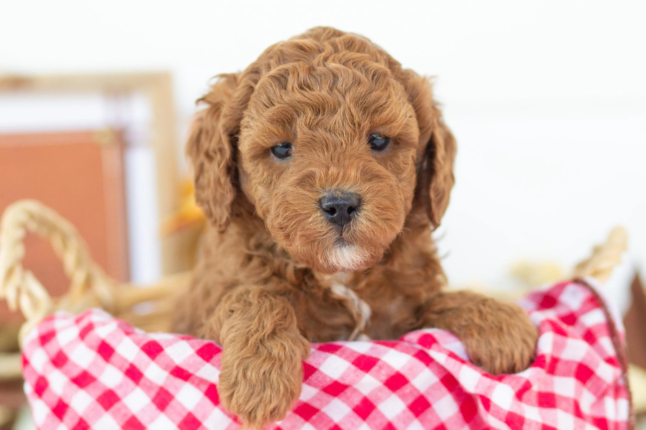 palazzo goldendoodle for sale(3).jpg