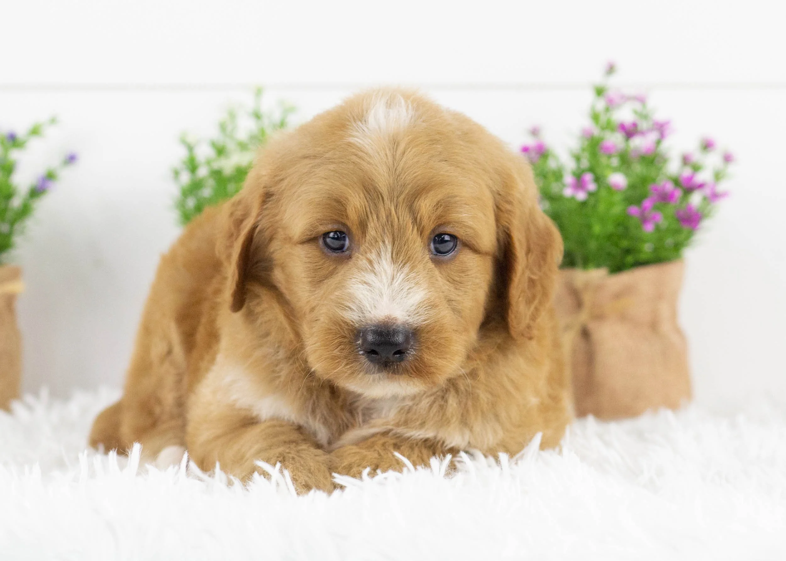 Lark goldendoodle for sale1.jpg