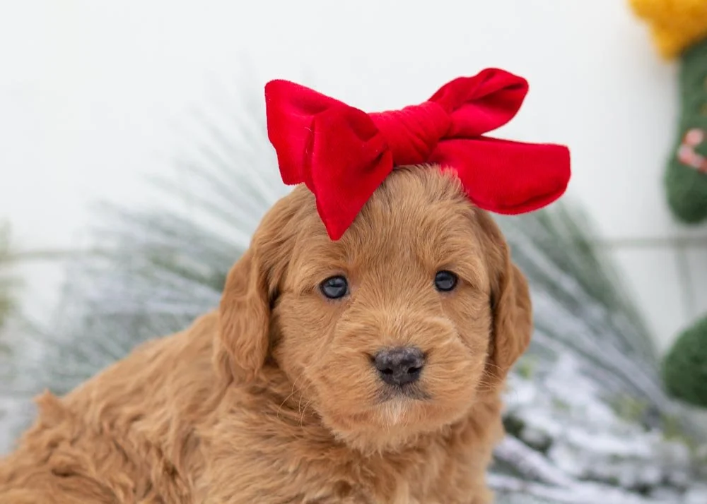 Rolls goldendoodles for sale(1).jpg