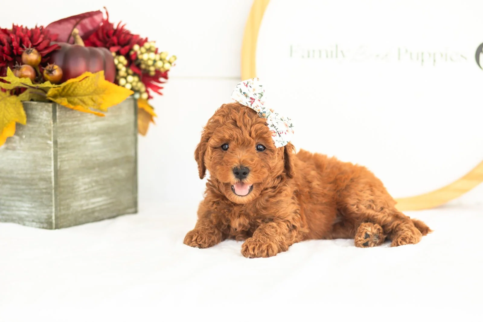 Lace goldendoodle for sale.jpg