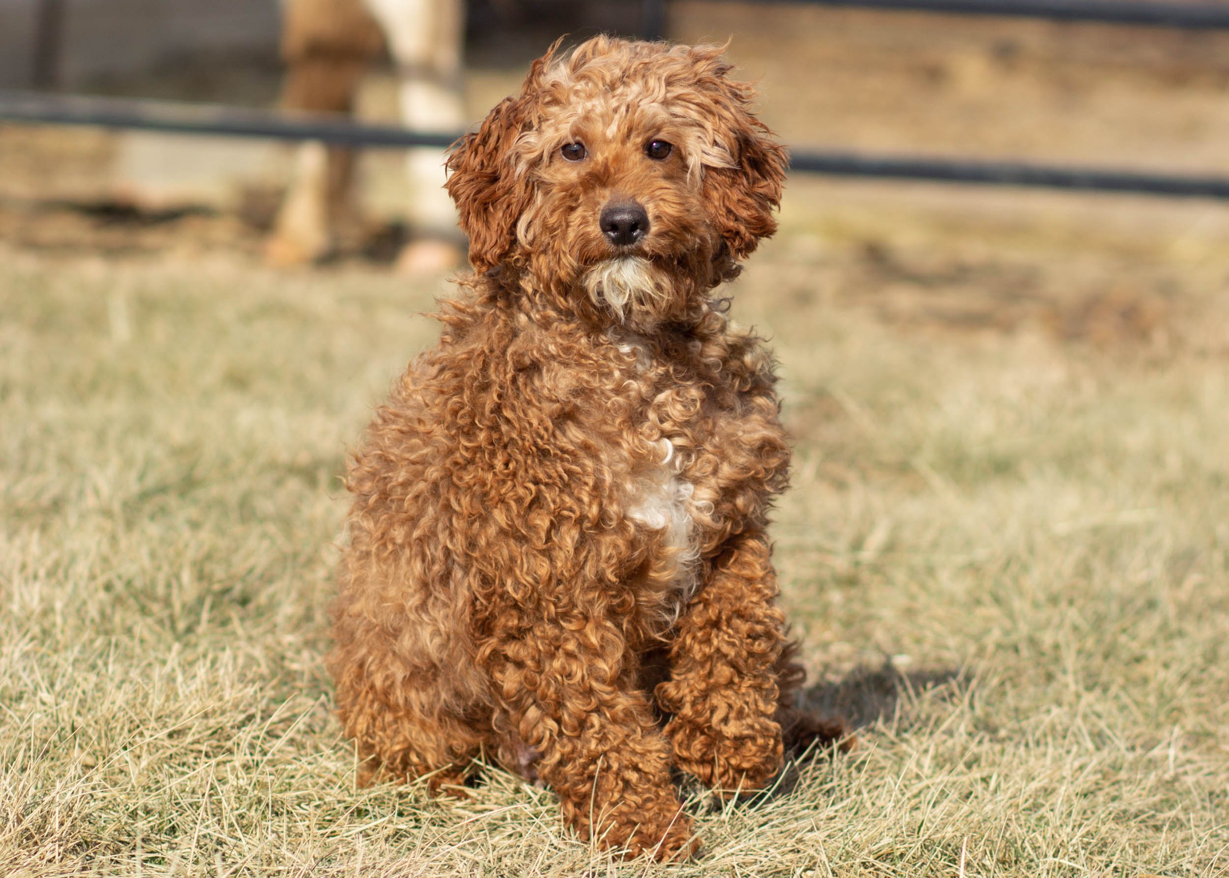mom goldendoodle