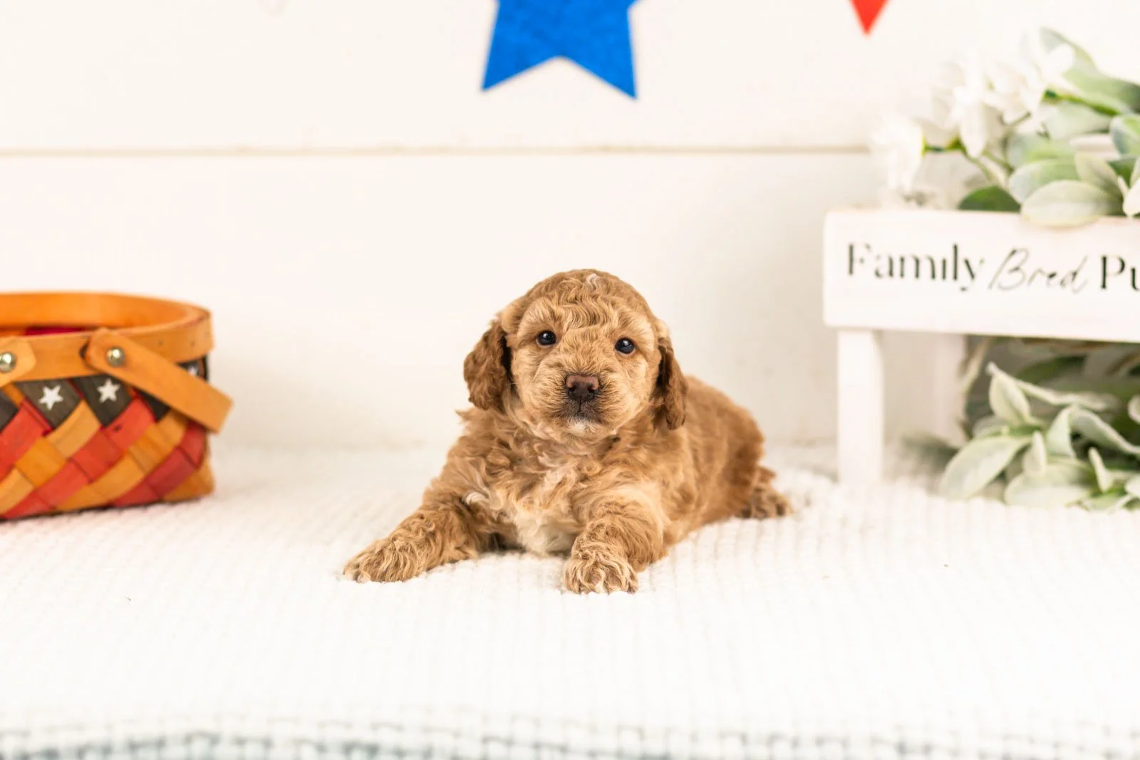 Benji goldendoodle for sale(1).jpg