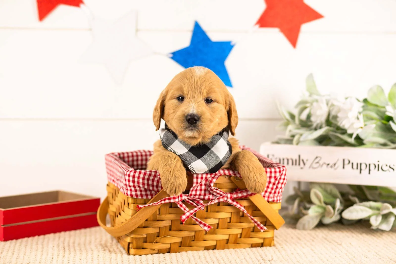 frodo goldendoodle for sale(4).jpg