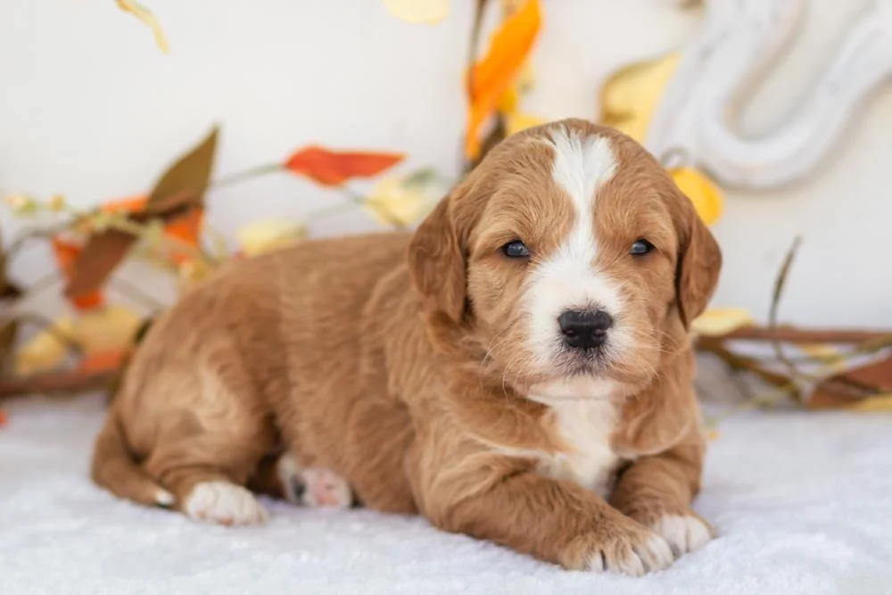 yam goldendoodle for sale(3).jpg