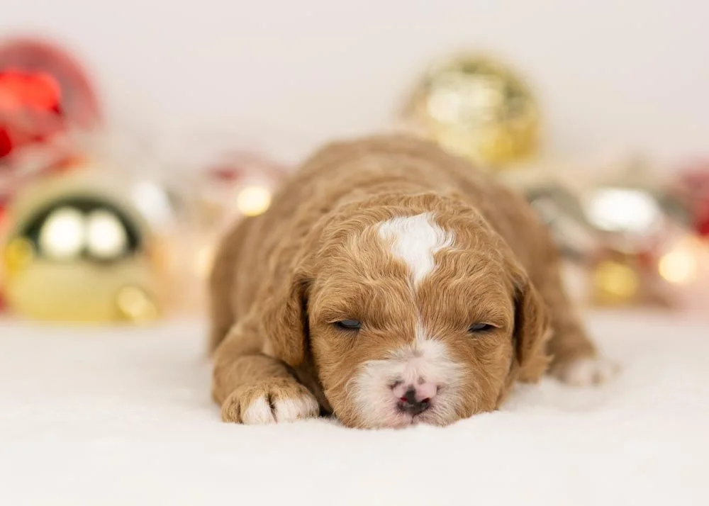 Olympus goldendoodle for sale(2).jpg