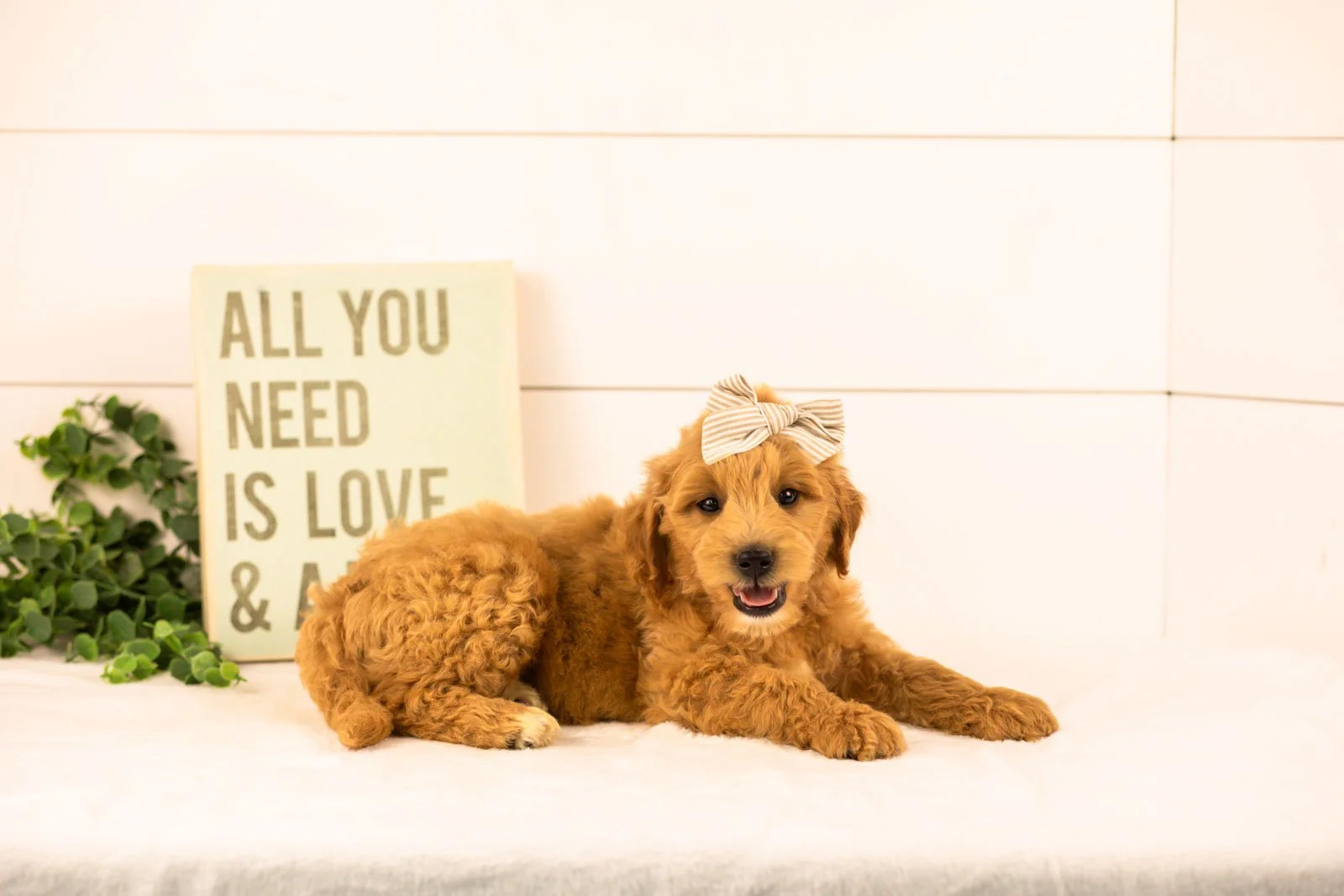 willow goldendoodle for sale.jpg