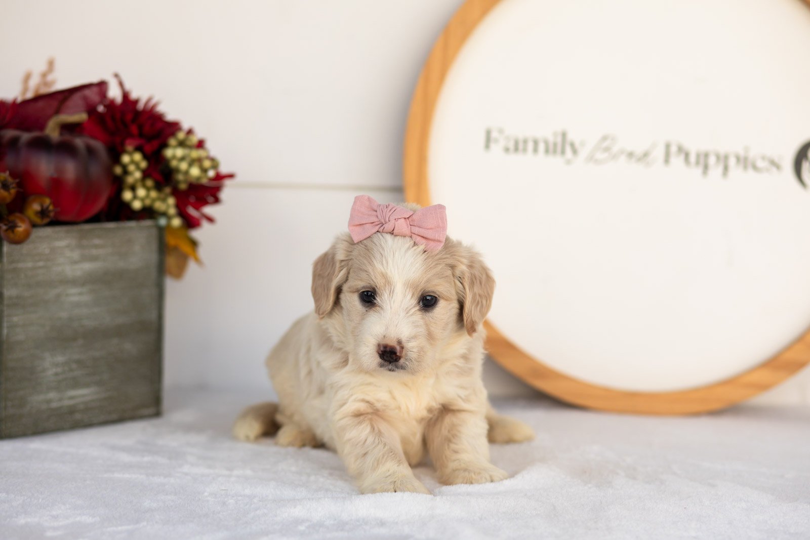 Amber goldendoodle for sale(4).jpg