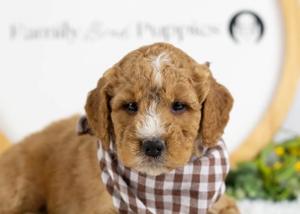Snowball goldendoodle for sale(2).jpg
