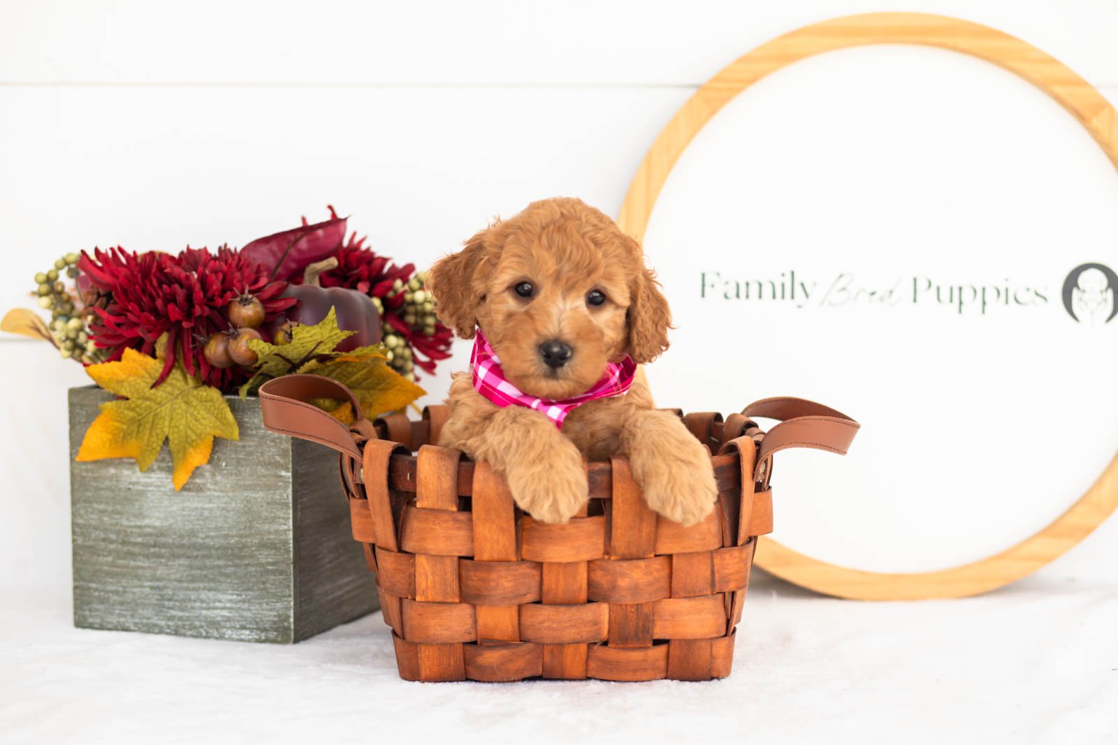 Corduroy goldendoodle for sale.jpg
