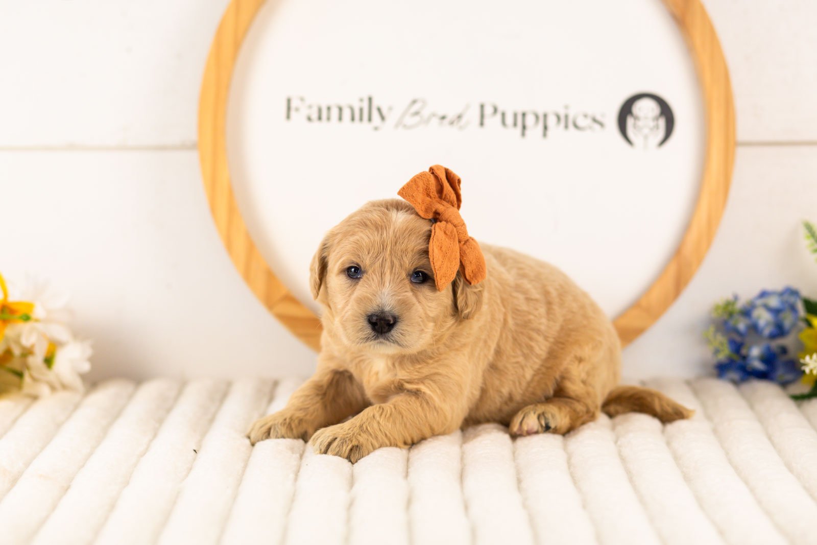 arwen goldendoodle for sale.jpg